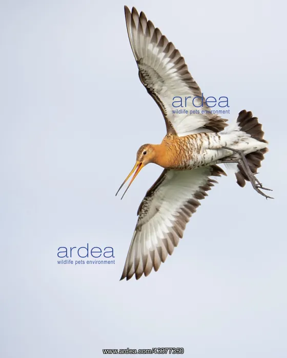 : Black-tailed Godwit (limosa limosa) in flight, Lake : Black-tailed Godwit (limosa limosa) in flight, Lake