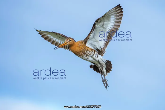 : Black-tailed Godwit (limosa limosa) in flight, Lake : Black-tailed Godwit (limosa limosa) in flight, Lake