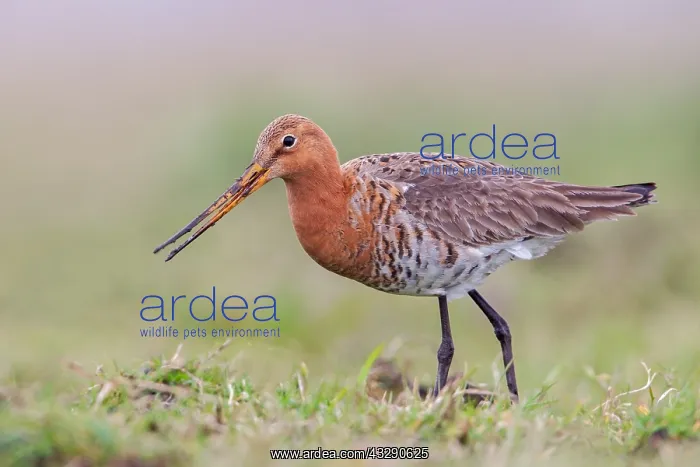 : Black-tailed Godwit (Limosa limosa) foraging in : Black-tailed Godwit (Limosa limosa) foraging in