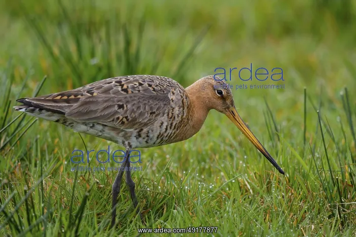 : Black-tailed Godwit (Limosa limosa) foraging : Black-tailed Godwit (Limosa limosa) foraging