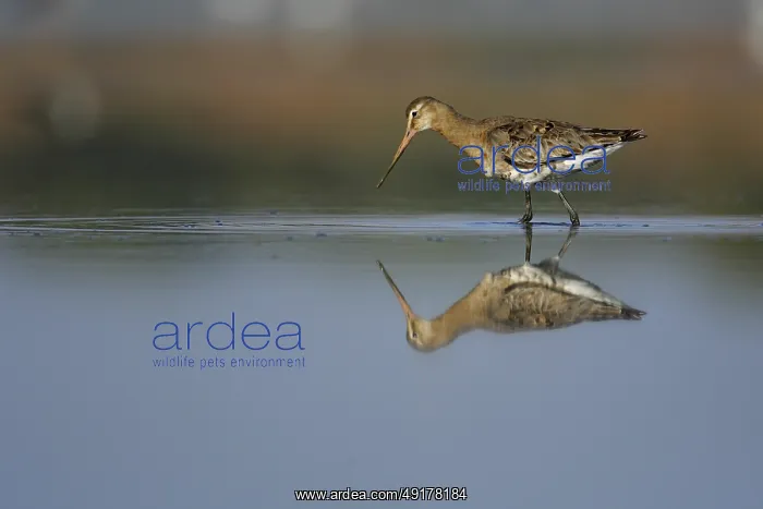 : Black-tailed Godwit (Limosa limosa) foraging : Black-tailed Godwit (Limosa limosa) foraging