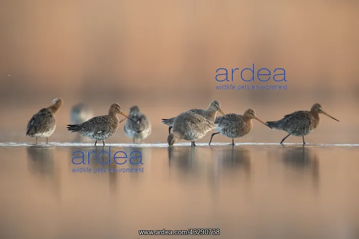 : Black-tailed Godwit (Limosa limosa) group stand : Black-tailed Godwit (Limosa limosa) group stand