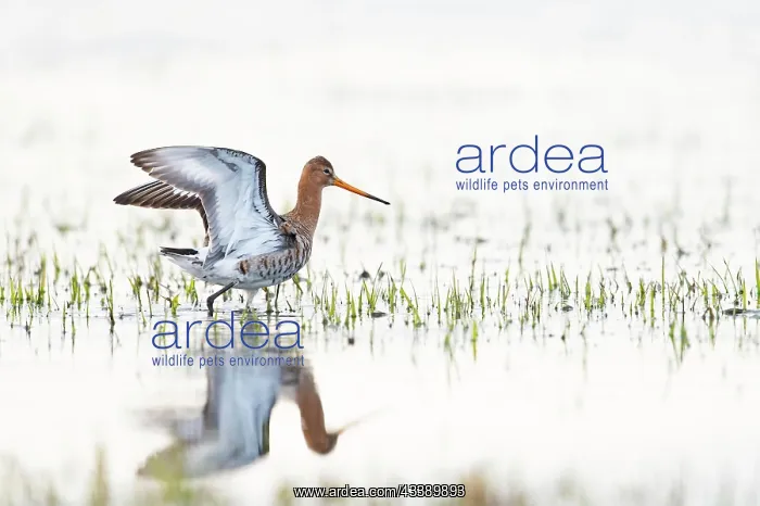: Black-tailed Godwit (Limosa limosa), highkey, on : Black-tailed Godwit (Limosa limosa), highkey, on
