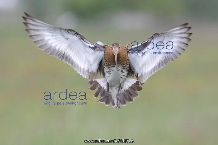 : Black-tailed Godwit (Limosa limosa) landing, Th : Black-tailed Godwit (Limosa limosa) landing, Th