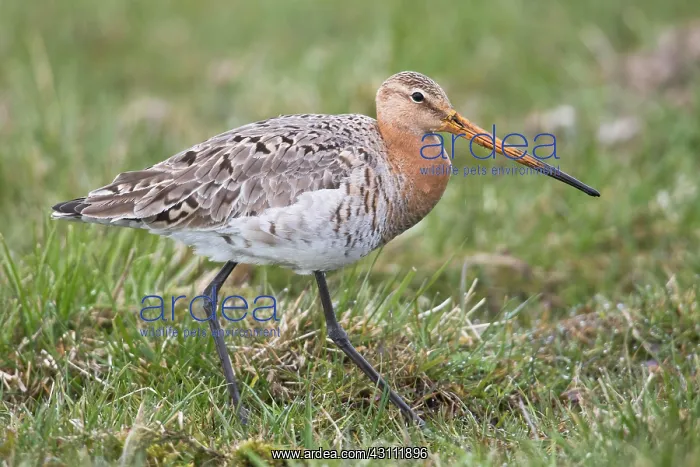 : Black-tailed godwit (Limosa limosa), located on : Black-tailed godwit (Limosa limosa), located on