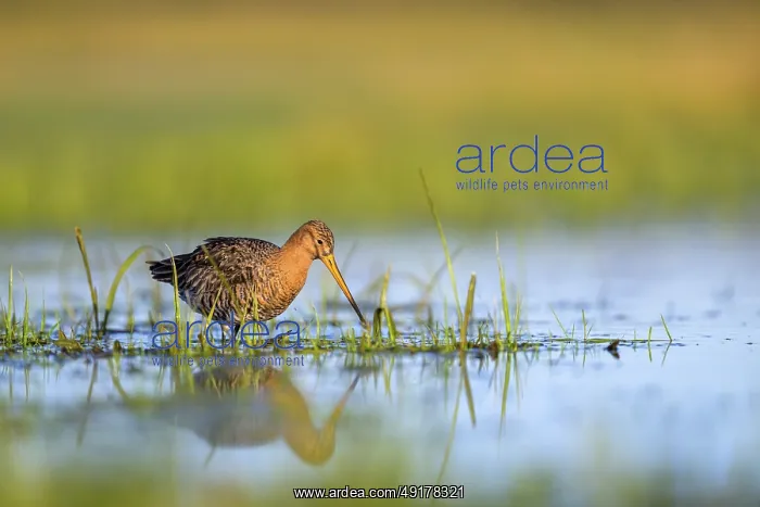 : Black-tailed godwit (Limosa limosa) with long beak searching for food in the water : Black-tailed godwit (Limosa limosa) with long beak searching for food in the water