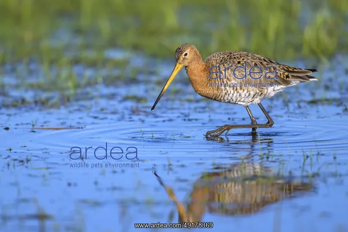 : Black-tailed godwit (Limosa limosa) with long beak wading in the water : Black-tailed godwit (Limosa limosa) with long beak wading in the water