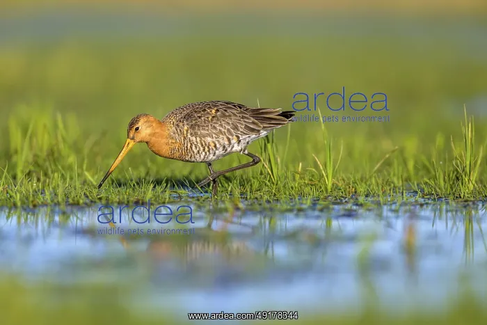  : Black-tailed godwit (Limosa limosa) looking for food in wet grass
