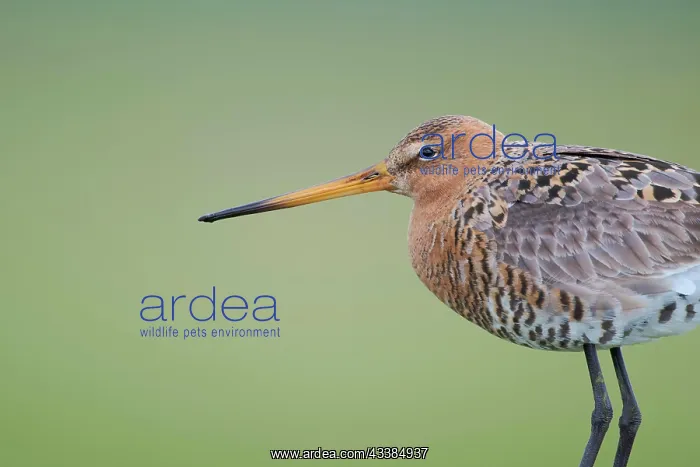 : Black-tailed Godwit (Limosa limosa), Lower Saxony : Black-tailed Godwit (Limosa limosa), Lower Saxony