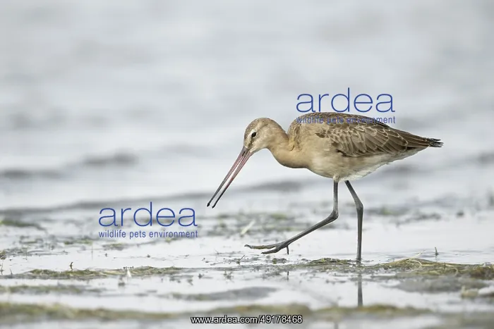 : Black-tailed Godwit (Limosa limosa melanuroides) juvenile foraging at shoreline : Black-tailed Godwit (Limosa limosa melanuroides) juvenile foraging at shoreline