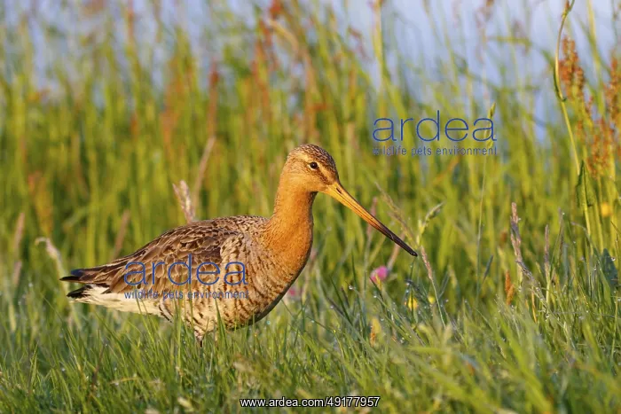 : Black-tailed Godwit (Limosa limosa), Netherlands : Black-tailed Godwit (Limosa limosa), Netherlands