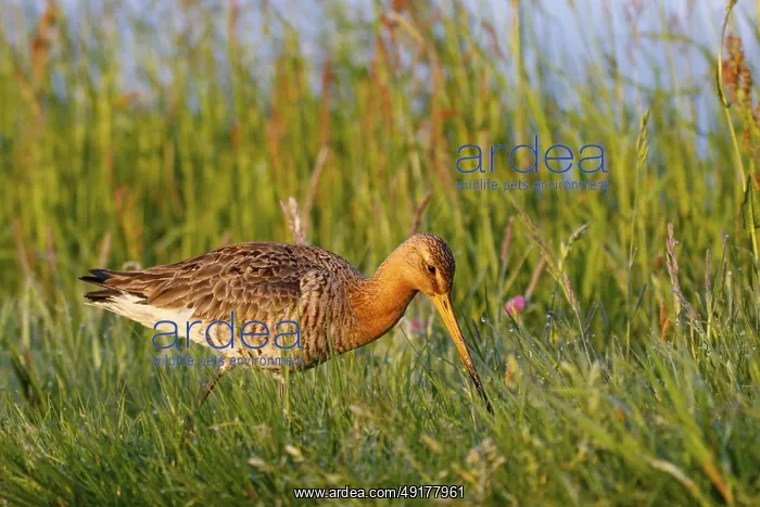 : Black-tailed Godwit (Limosa limosa), Netherlands : Black-tailed Godwit (Limosa limosa), Netherlands