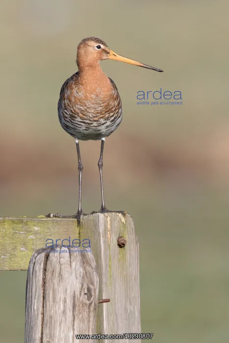 : Black-tailed Godwit (Limosa Limosa) perched on : Black-tailed Godwit (Limosa Limosa) perched on