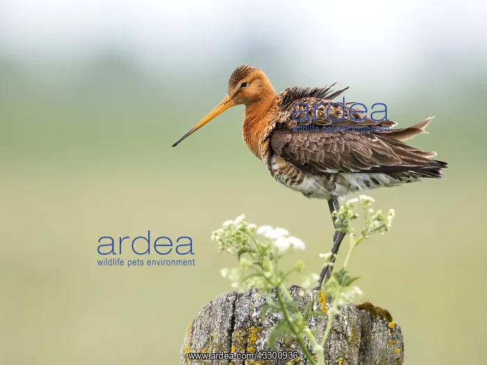 : Black-tailed Godwit (Limosa limosa) portrait, T : Black-tailed Godwit (Limosa limosa) portrait, T