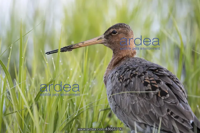 : Black-tailed godwit (Limosa limosa), portrait, in a wet : Black-tailed godwit (Limosa limosa), portrait, in a wet