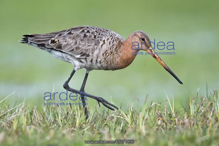 : Black-tailed godwit (Limosa limosa), running in : Black-tailed godwit (Limosa limosa), running in