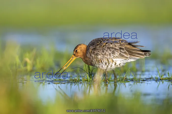 : Black-tailed godwit (Limosa limosa) searching for food in the water with its beak in a meadow : Black-tailed godwit (Limosa limosa) searching for food in the water with its beak in a meadow
