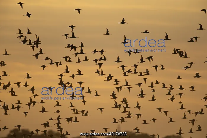 : Black tailed godwit (Limosa limosa) silhouette of adult wading birds in flight in a flock at sunset : Black tailed godwit (Limosa limosa) silhouette of adult wading birds in flight in a flock at sunset