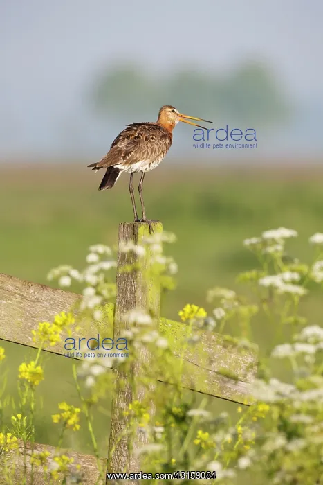 : Woad. Black-tailed godwit (Limosa limosa) sitting on a fence with Hogweed : Woad. Black-tailed godwit (Limosa limosa) sitting on a fence with Hogweed