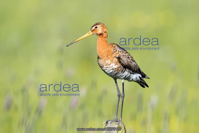 : Black-tailed Godwit (Limosa limosa) standing on : Black-tailed Godwit (Limosa limosa) standing on