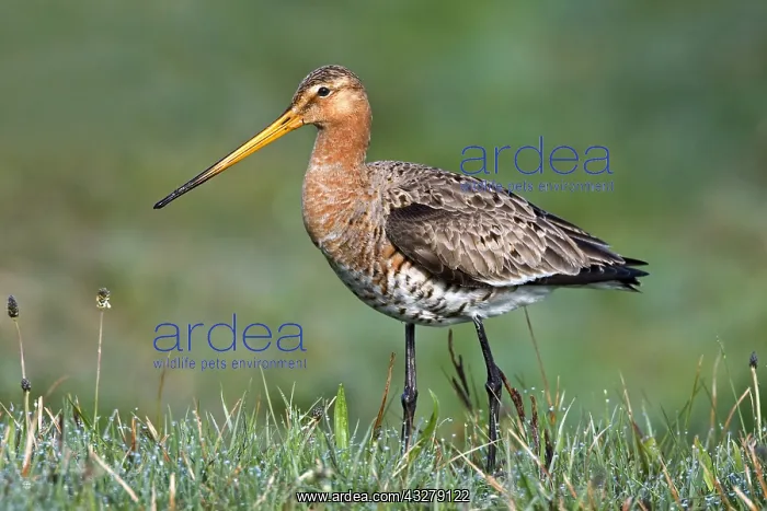 : Black-tailed Godwit (Limosa limosa) standing on : Black-tailed Godwit (Limosa limosa) standing on