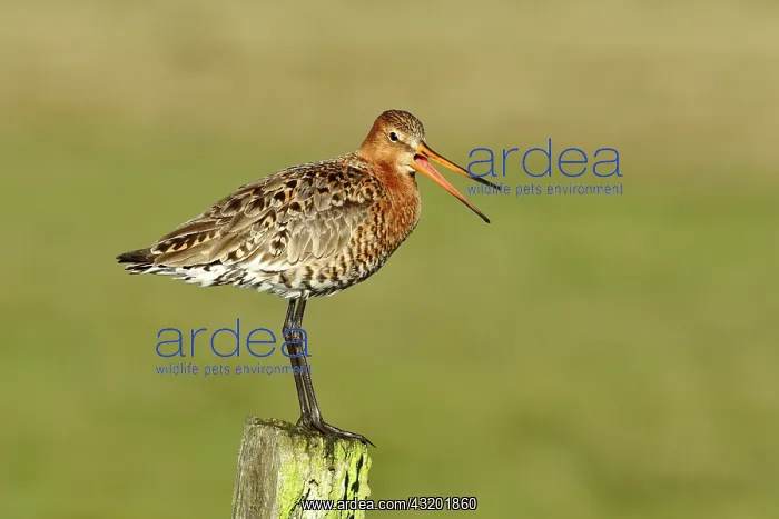  : Black-tailed godwit (Limosa limosa) stands calling