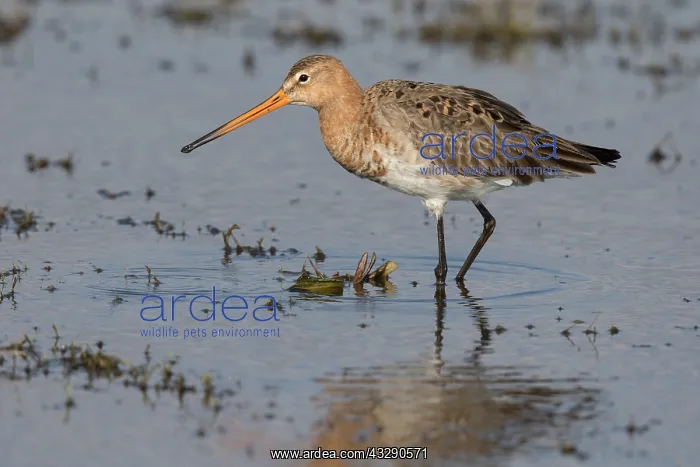 : Black-tailed Godwit (Limosa Limosa) walking in : Black-tailed Godwit (Limosa Limosa) walking in