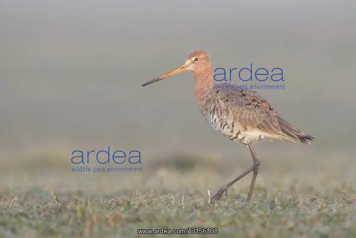 : Black-tailed Godwit {Limosa limosa) walking on grassland : Black-tailed Godwit {Limosa limosa) walking on grassland