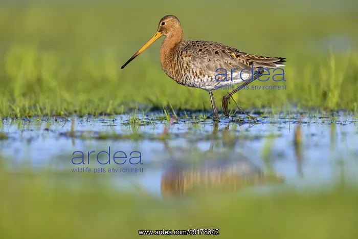 : Black-tailed godwit (Limosa limosa) walking through shallow water on a green meadow under a bright sky : Black-tailed godwit (Limosa limosa) walking through shallow water on a green meadow under a bright sky