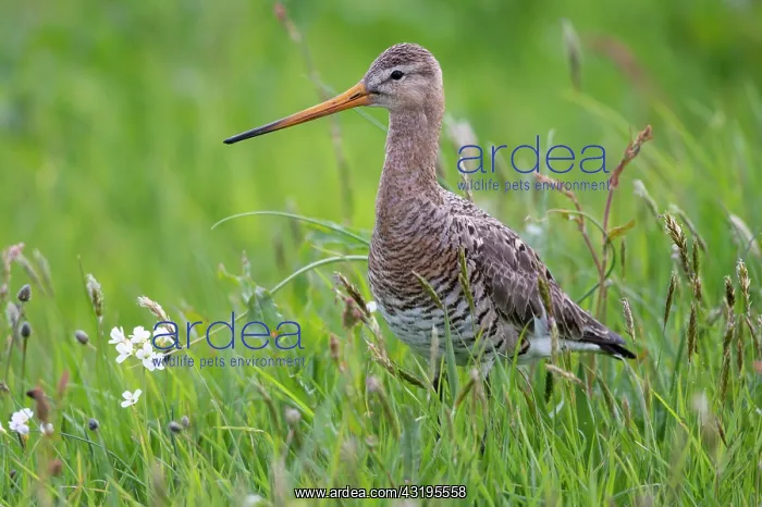 : Black-tailed godwit (Limosa limosa) in wet meadow : Black-tailed godwit (Limosa limosa) in wet meadow
