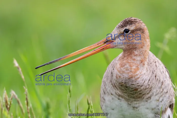 : Black-tailed Godwit (limosa limosa) in wet meadow : Black-tailed Godwit (limosa limosa) in wet meadow