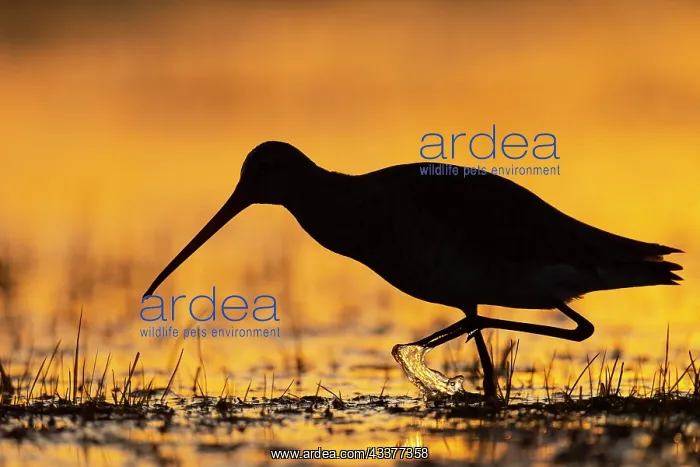 : Black-tailed Godwit (limosa limosa) in a wet meadow : Black-tailed Godwit (limosa limosa) in a wet meadow