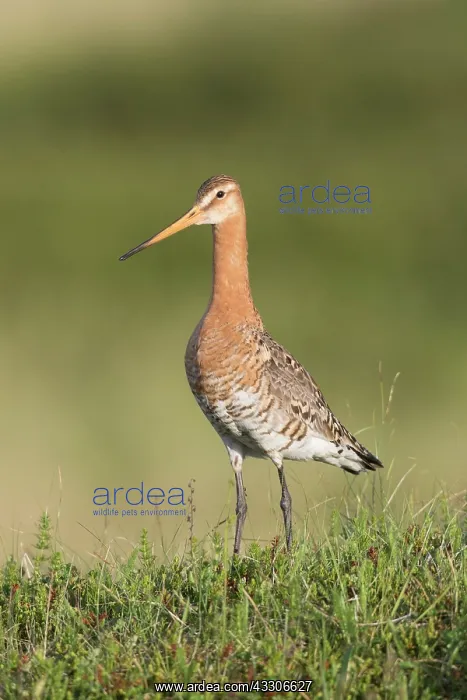 : Black-tailed Godwit - male in breeding plumage - : Black-tailed Godwit - male in breeding plumage -