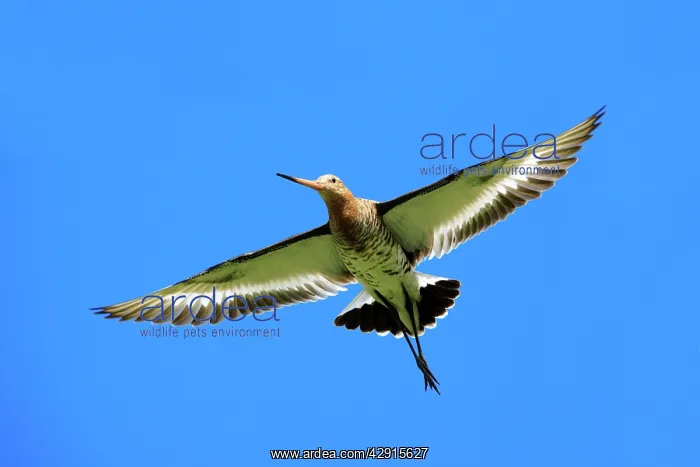 : Black-tailed Godwit - male in flight : Black-tailed Godwit - male in flight