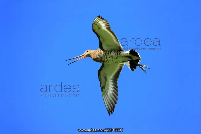 : Black-tailed Godwit - male in flight, calling : Black-tailed Godwit - male in flight, calling