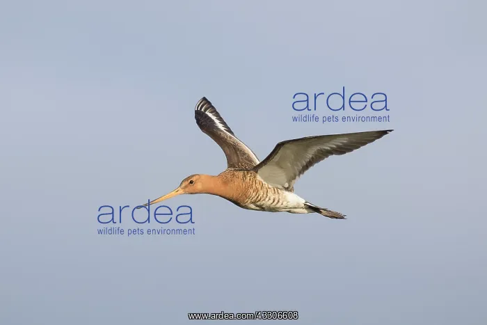 : Black-tailed Godwit - male in flight - Myvatn, Iceland : Black-tailed Godwit - male in flight - Myvatn, Iceland
