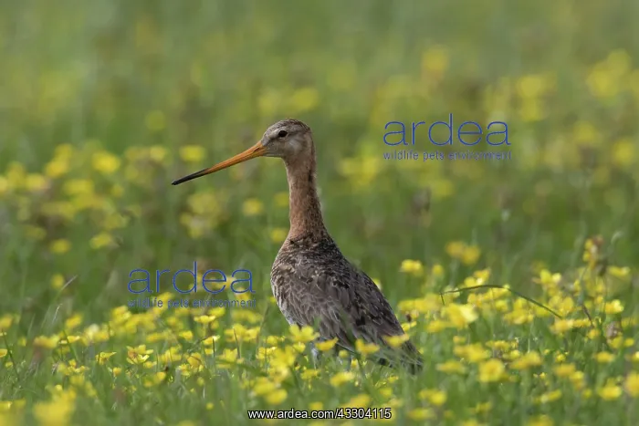 : Black-tailed Godwit - male in flowering meadow - : Black-tailed Godwit - male in flowering meadow -