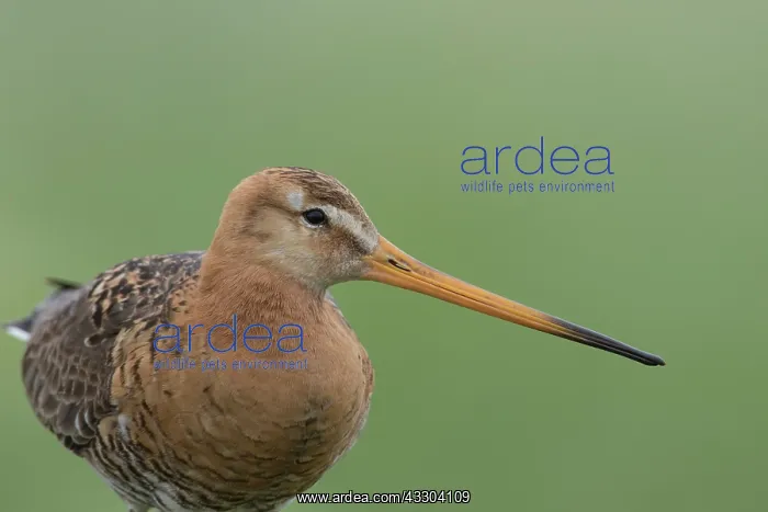 : Black-tailed Godwit - male - Netherlands : Black-tailed Godwit - male - Netherlands