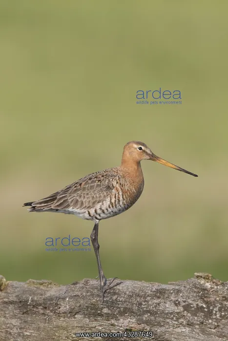 : Black-tailed Godwit - male perched on post - Germany : Black-tailed Godwit - male perched on post - Germany