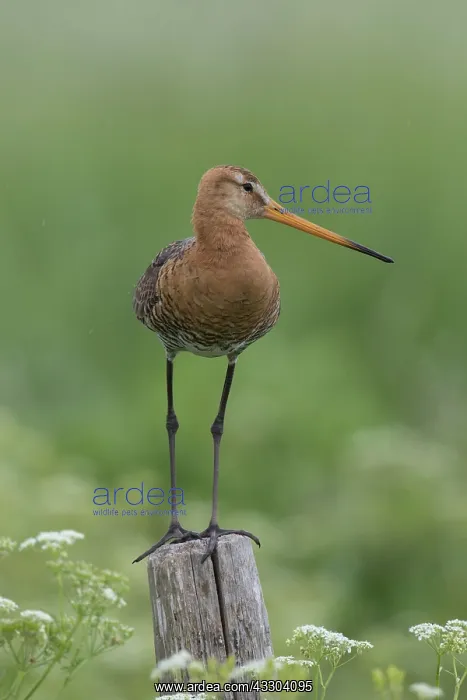 : Black-tailed Godwit - male perched on post - Netherlands : Black-tailed Godwit - male perched on post - Netherlands