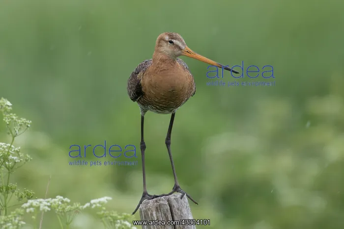 : Black-tailed Godwit - male perched on post - Netherlands : Black-tailed Godwit - male perched on post - Netherlands