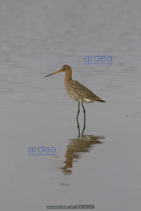 : Black-tailed Godwit - male in shallow water - Germany : Black-tailed Godwit - male in shallow water - Germany
