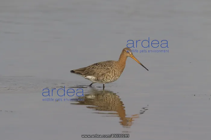 : Black-tailed Godwit - male in shallow water - Germany : Black-tailed Godwit - male in shallow water - Germany
