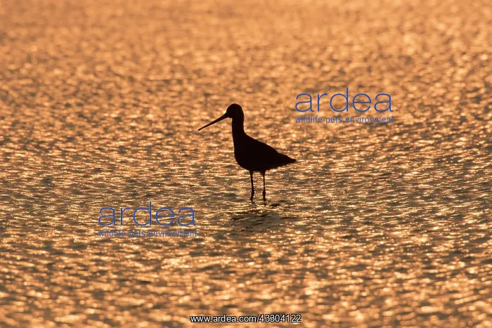 : Black-tailed Godwit - male in shallow water at sunset : Black-tailed Godwit - male in shallow water at sunset