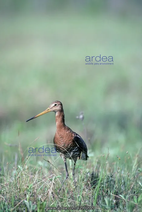 : Black-tailed Godwit - nervous about intruders on : Black-tailed Godwit - nervous about intruders on