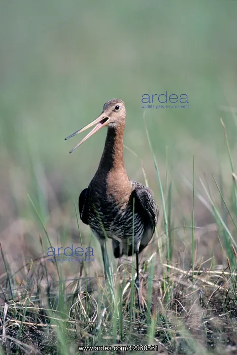 : Black-tailed Godwit - nervous about intruders on : Black-tailed Godwit - nervous about intruders on