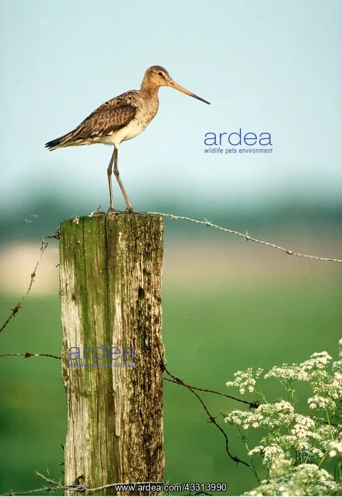: BLACK-TAILED GODWIT - perched on fence post : BLACK-TAILED GODWIT - perched on fence post