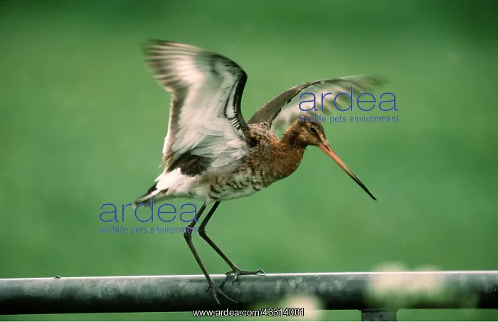 : BLACK-TAILED GODWIT - perched on pole, wings spread : BLACK-TAILED GODWIT - perched on pole, wings spread