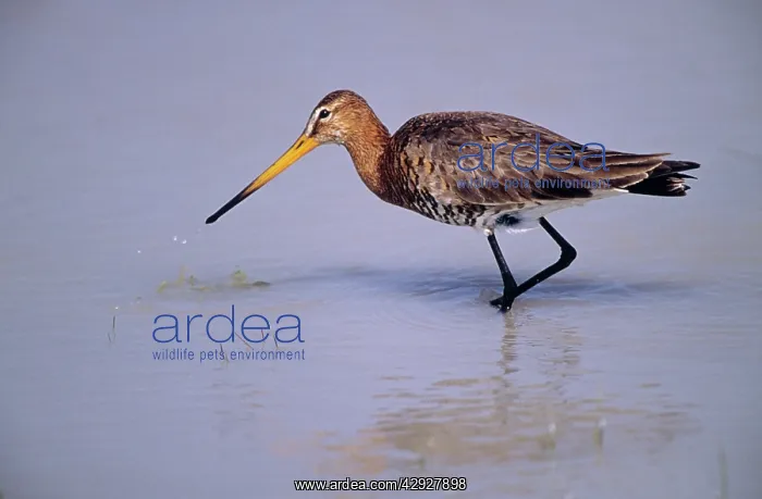 : Black-tailed GODWIT - searching for food on lake : Black-tailed GODWIT - searching for food on lake