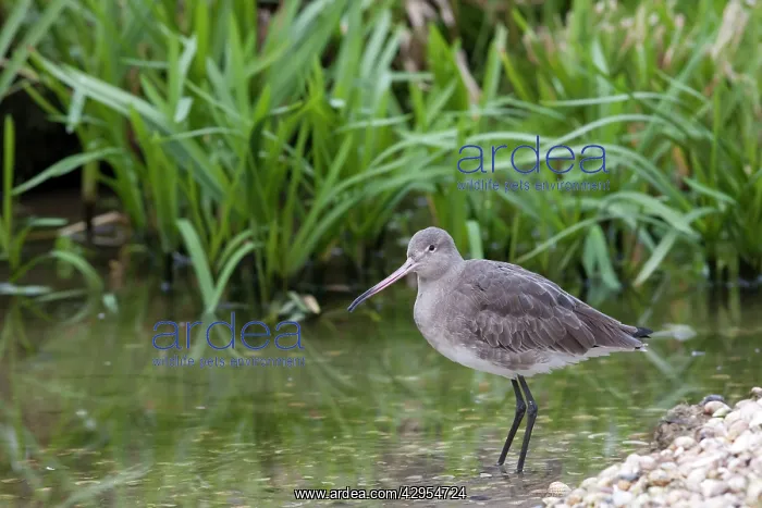 : Black-tailed Godwit - single adult in winter plumage : Black-tailed Godwit - single adult in winter plumage